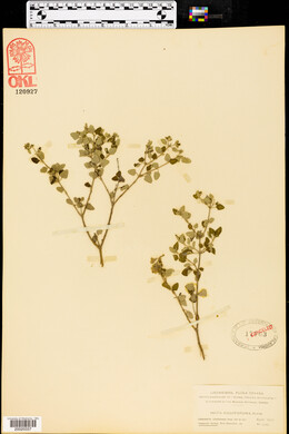 Salvia ballotaeflora image