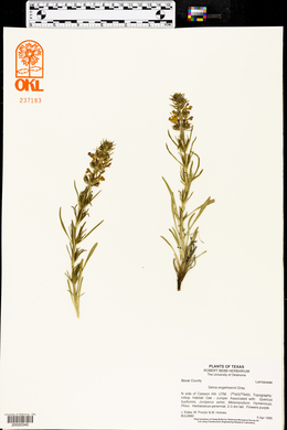 Salvia engelmannii image