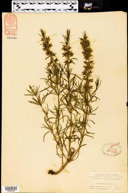 Salvia engelmanni image
