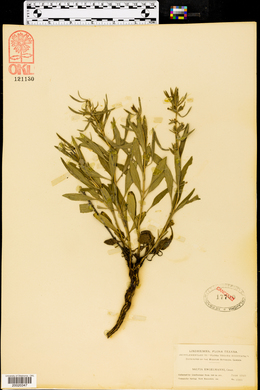Salvia engelmanni image