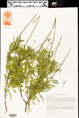 Salvia farinacea image