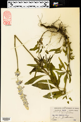 Salvia farinacea image