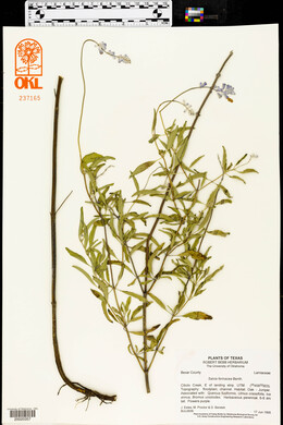 Salvia farinacea image