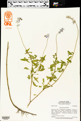 Salvia farinacea image