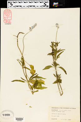 Salvia farinacea image