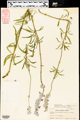 Salvia farinacea image