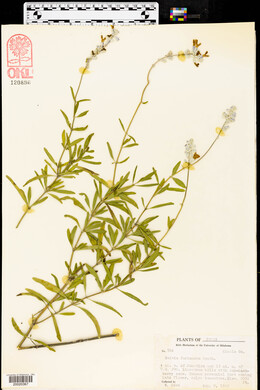 Salvia farinacea image
