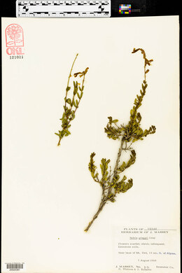 Salvia greggii image