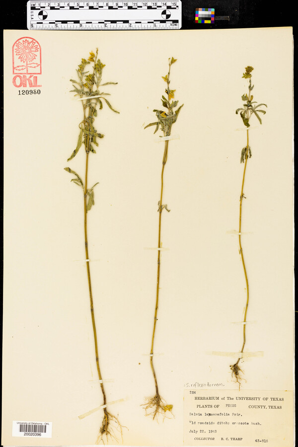 Salvia lanceaefolia image