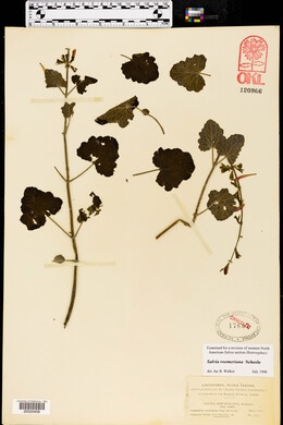 Salvia roemeriana image