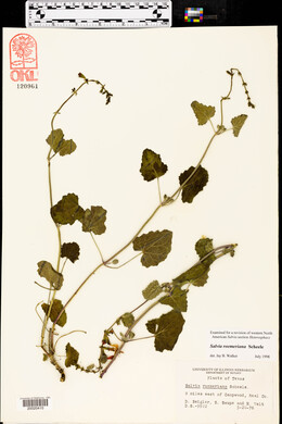 Salvia roemeriana image