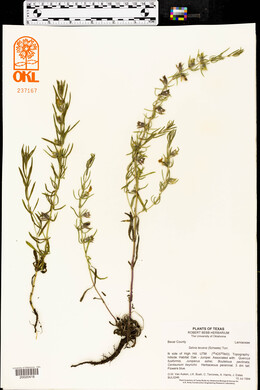 Salvia texana image