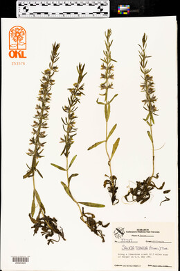 Salvia texana image