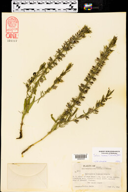 Salvia texana image