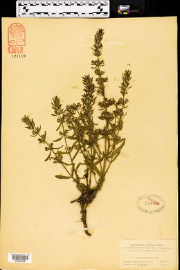 Salvia texana image