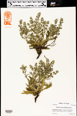Salvia texana image