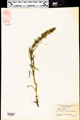 Salvia texana image