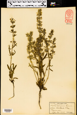 Salviastrum texanum image