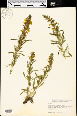 Salvia texana image