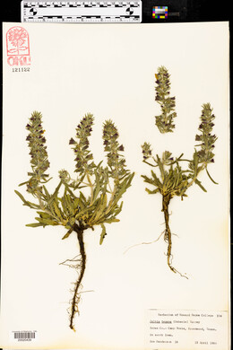 Salvia texana image