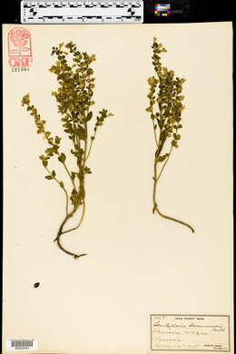 Scutellaria drummondii image