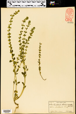 Scutellaria drummondii image