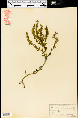 Scutellaria drummondii image