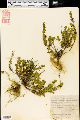 Scutellaria drummondii image