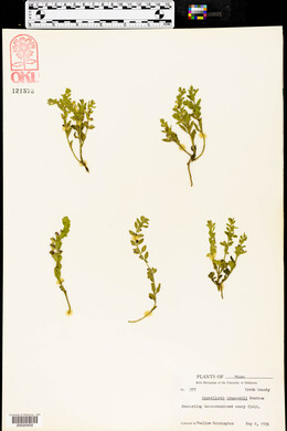 Scutellaria drummondii image