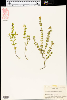 Scutellaria drummondii image