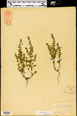 Scutellaria drummondii image