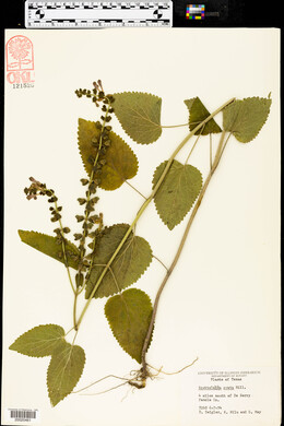 Scutellaria ovata image