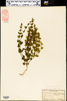 Scutellaria parvula image