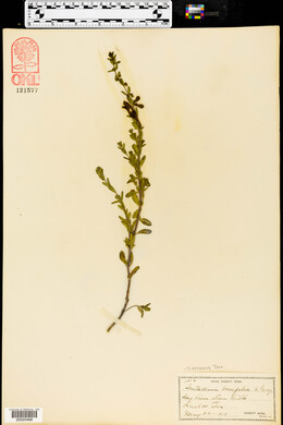 Scutellaria wrightii image