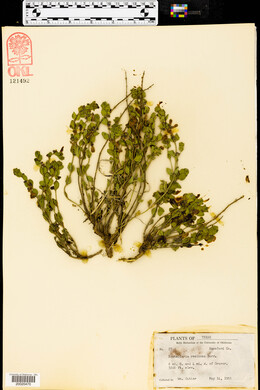 Scutellaria resinosa image