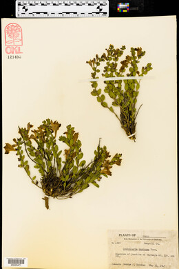 Scutellaria resinosa image