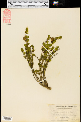 Scutellaria resinosa image