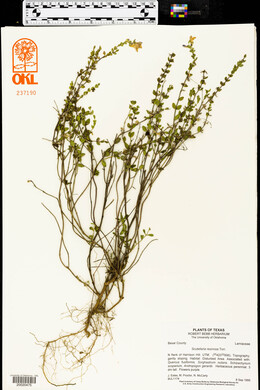 Scutellaria resinosa image