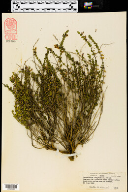 Scutellaria wrightii image