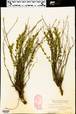 Scutellaria resinosa image