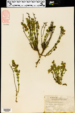 Scutellaria resinosa image