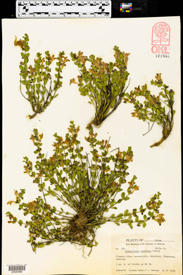 Scutellaria resinosa image