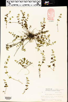 Stachys crenata image