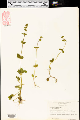 Stachys crenata image