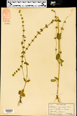 Stachys crenata image