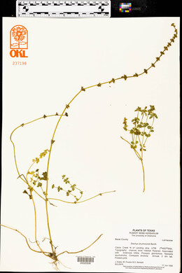 Stachys drummondii image