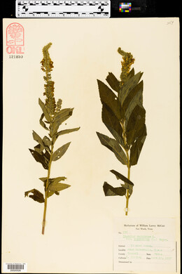 Teucrium canadense var. canadense image