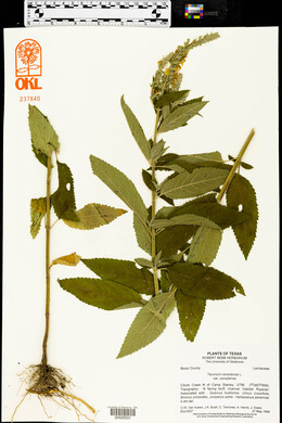 Teucrium canadense var. canadense image