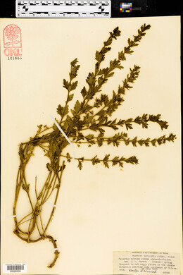 Teucrium cubense image