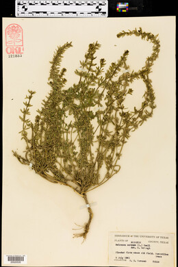 Teucrium cubense image